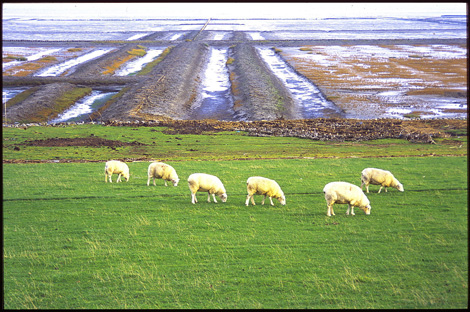 Stuffhusen/Eiderstedt, Frühjahr 2013